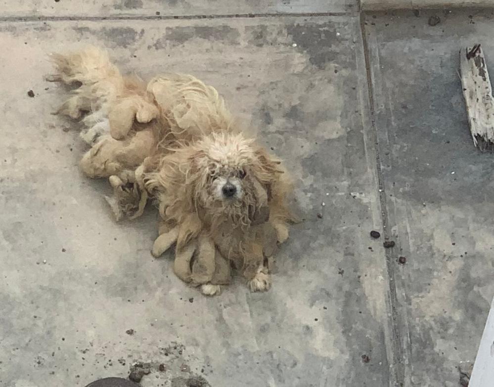 Perrito vivía en horrendas condiciones en la azotea de una casa de El Golf