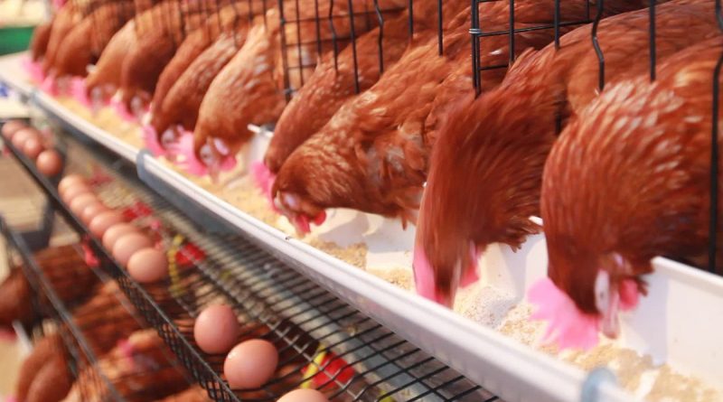 Trujillo: gallinas ponedoras y cuyes para reducir anemia de niños y mujeres gestantes