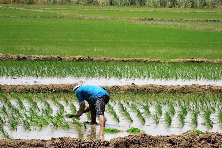 Sequías pondrían en riesgo a cultivos de arroz en La Libertad