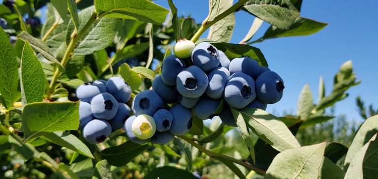 Crece exportación de arándanos desde La Libertad al exterior del país