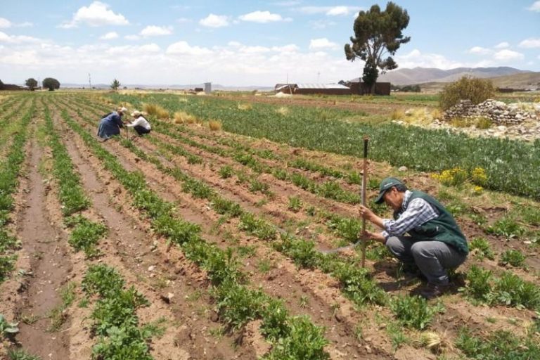 La Libertad: Cerca de 2 mil ganaderos se beneficiarán con la siembra de pastos y forrajes