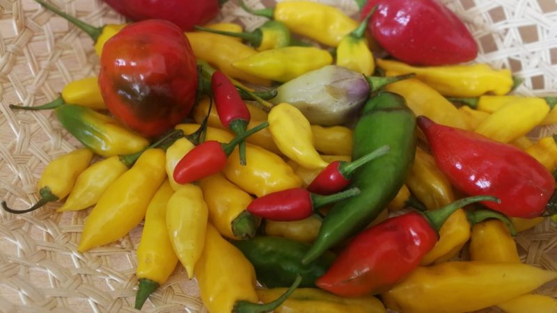 Ají Trujillano será libre de químicos y será cultivado de manera orgánico