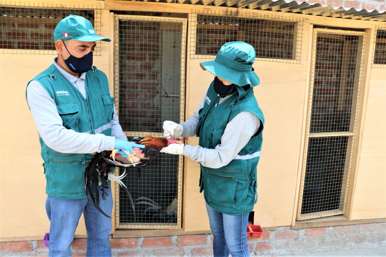 La Libertad: inmunizan más de 285 mil aves de crianza para prevenir enfermedad de Newcastle
