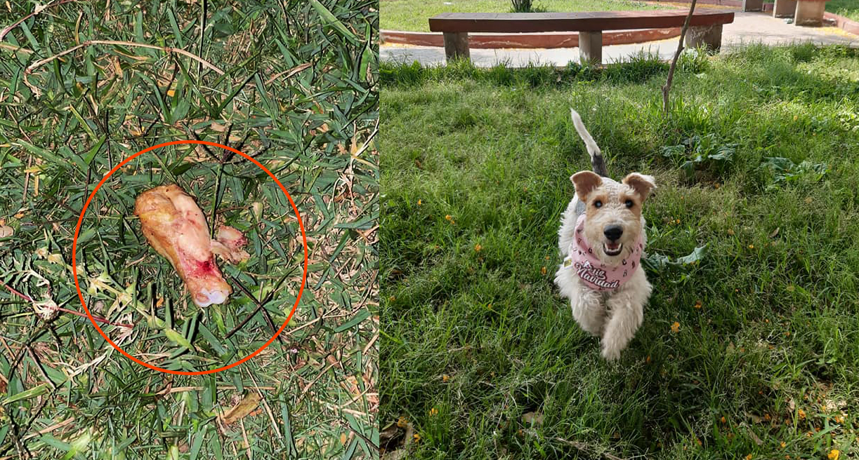 Perrito muere al ingerir presa de pollo con veneno dejado en parque de la Urb. Los Jardines