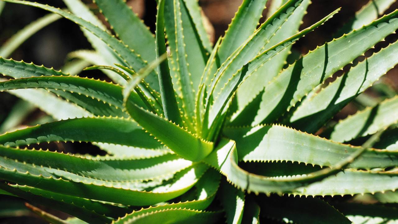 Beneficios del Aloe vera