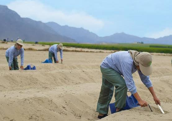 Agroindustrial en Virú recibe certificación de «Mejor Lugar para Trabajar» pese a Paro Agrario