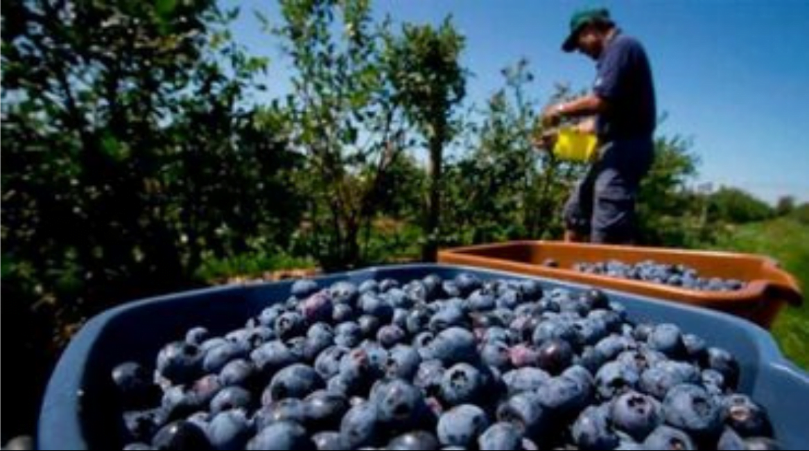 Perú se mantiene como primer proveedor mundial de arándanos