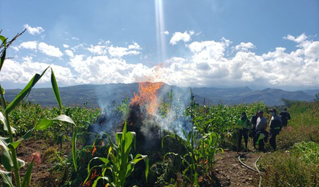 La Libertad: Incineran 11.000 plantones de Marihuana en sembríos de maíz