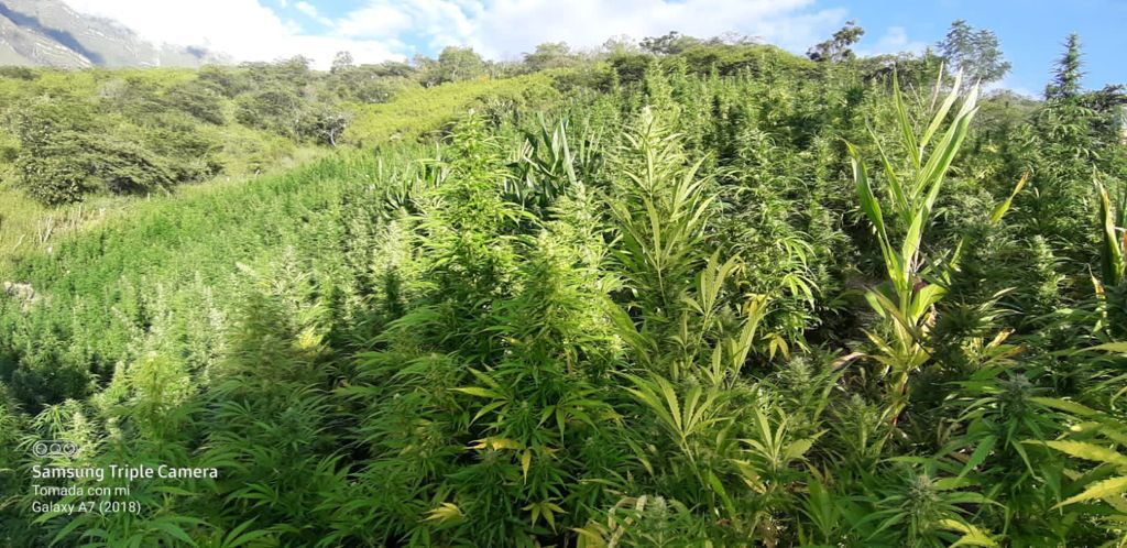Huamachuco: PNP incauta e incinera 5 hectáreas de Marihuana