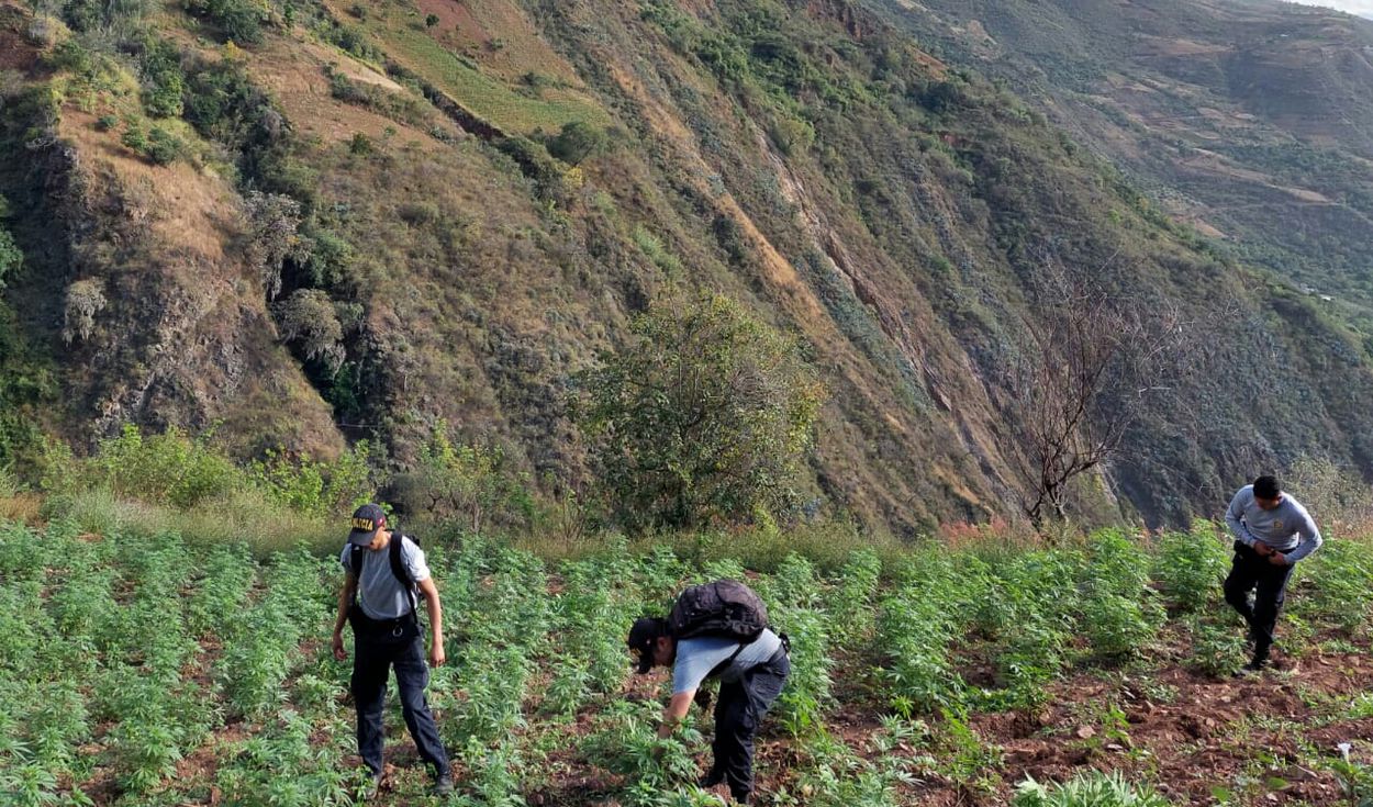 La Libertad: tres parcelas con 17 mil plantones de marihuana fueron incineradas
