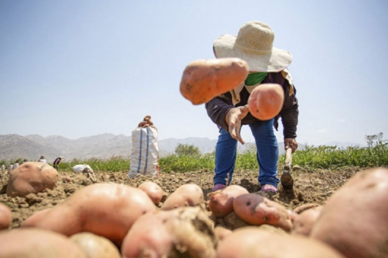 La Libertad se encuentra en el top 5 de las regiones productoras de papa