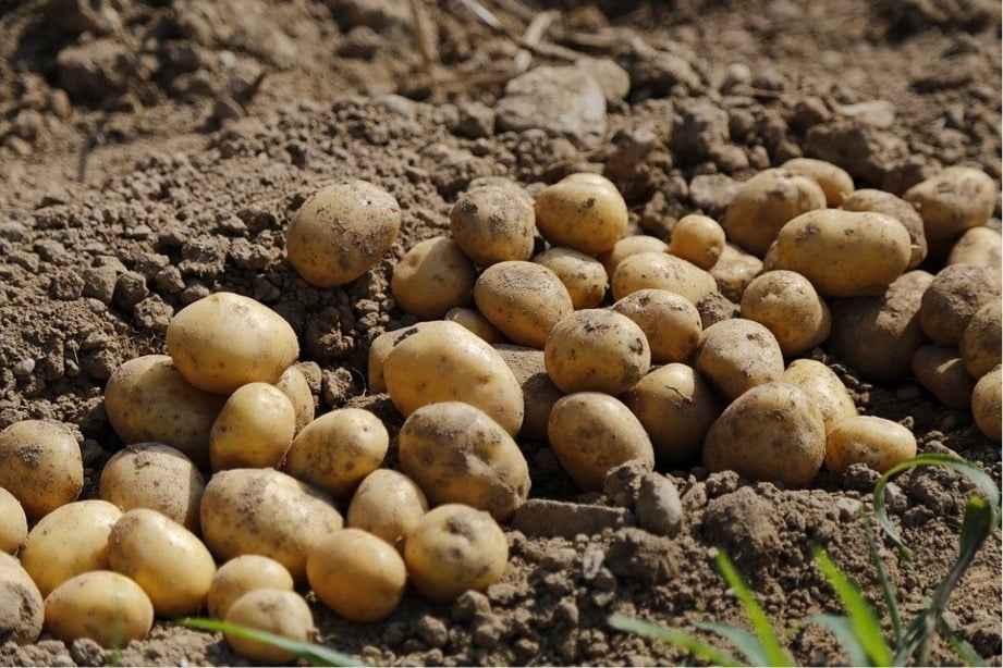 ¿Por qué importamos papa si somos productor número uno de Latinoamérica?