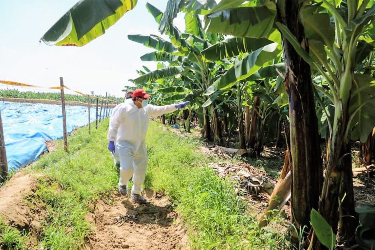Piura: midagri anuncia seguro para proteger cultivos de banano ante brote de fusarium