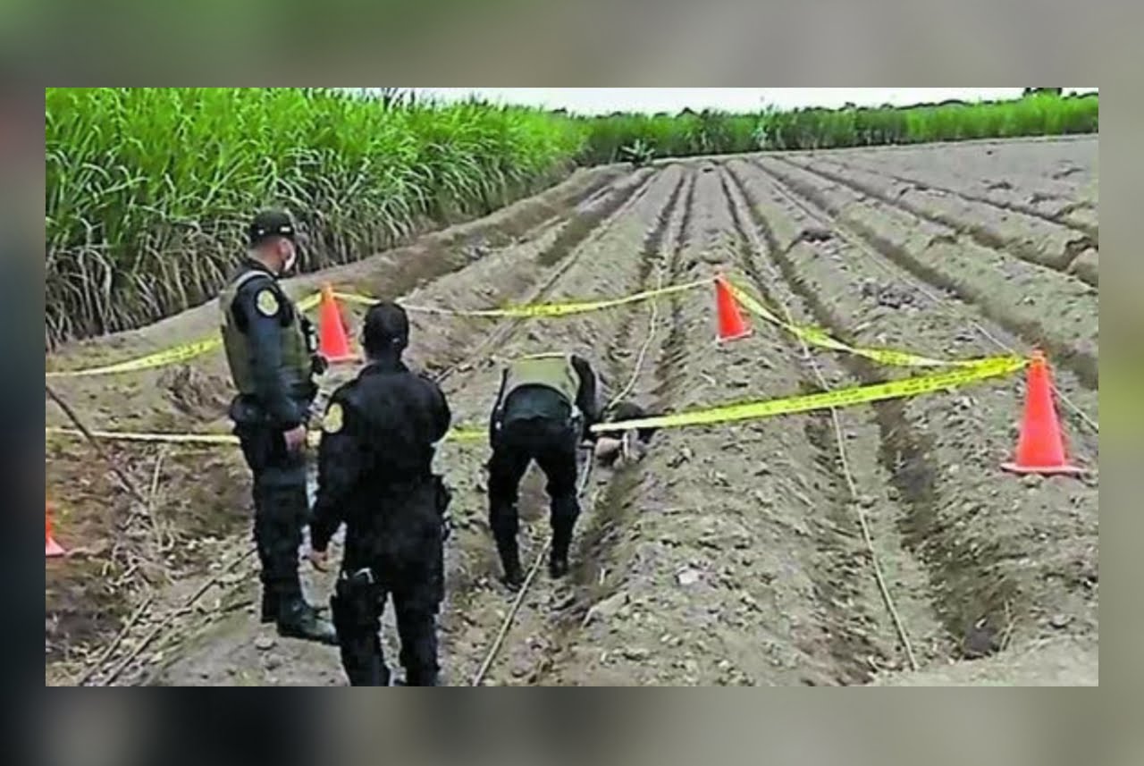 La Libertad: encuentran a sujeto muerto en un área de cultivo