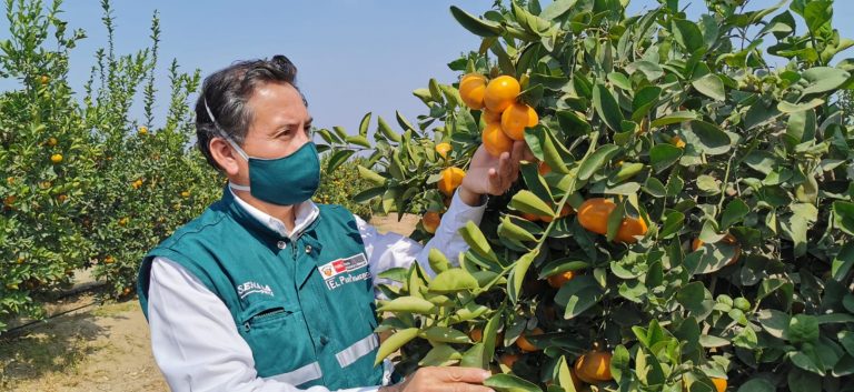 Perú concreta acuerdos fitosanitarios para iniciar exportaciones de cítricos hacia Uruguay