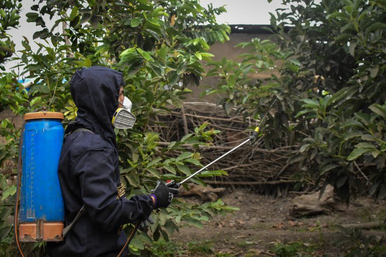 La Libertad: SENASA inicia supresión de moscas de la fruta en más de 9 mil hectáreas agrícolas