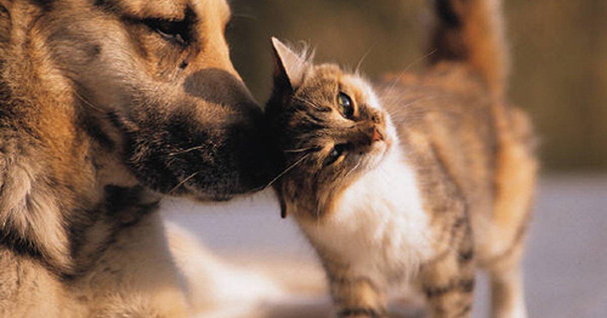 Congreso aprobó ley que prioriza esterilización de perros y gatos