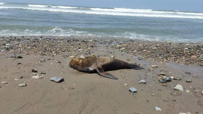 La Libertad no cuenta con un centro de rescate de fauna silvestre