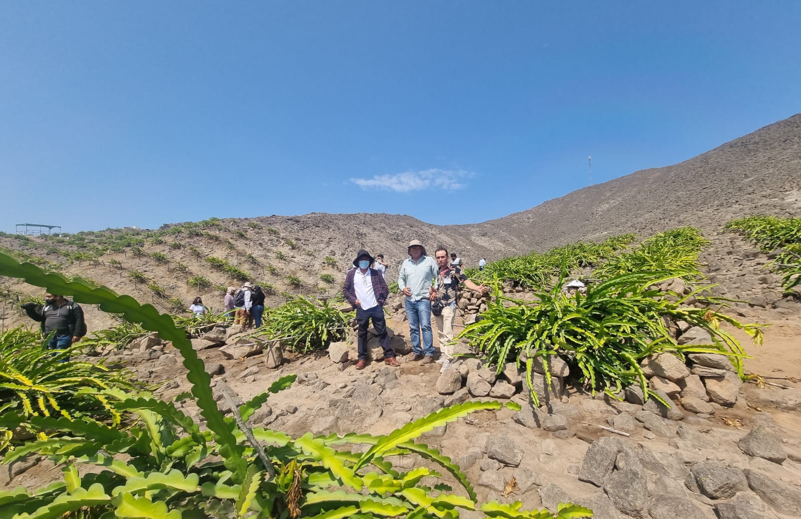 Capacitarán a agricultores de Chavimochic en cultivo de Pitahaya