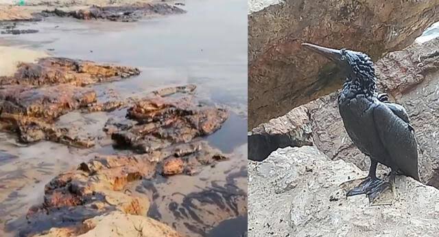 Ordenan a Repsol no mezclar las arenas como método de limpieza