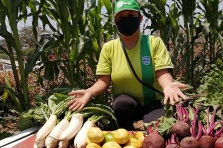 Los Huertos Bosque: una solución para mejorar la nutrición en el Perú
