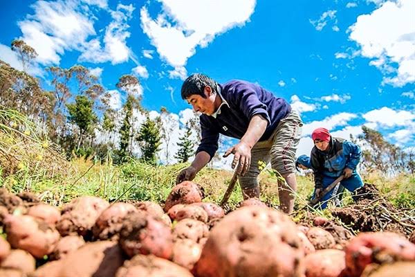 Agricultores cultivarán otros productos para que el Perú no pase hambre