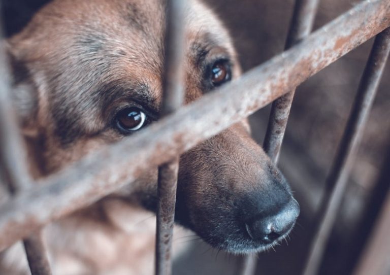 Maltrato animal se registró en Salaverry