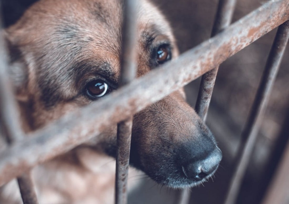 Maltrato animal se registró en Salaverry