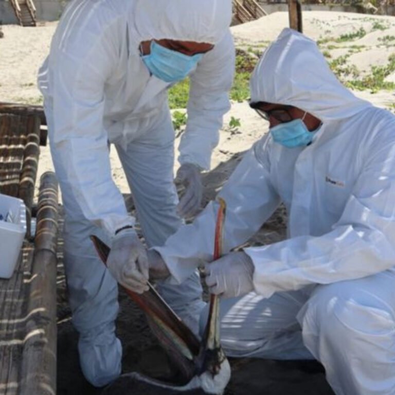 Se declara emergencia sanitaria en el país por influenza aviar