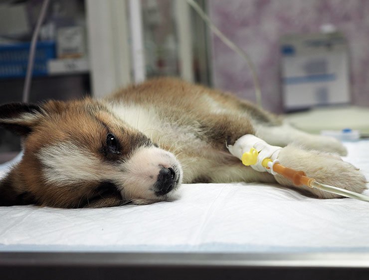Aprueban ley para que el SOAT incorpore a animales domésticos