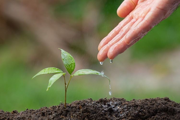Fertilizantes: Una alternativa para mitigar su escasez en la agricultura