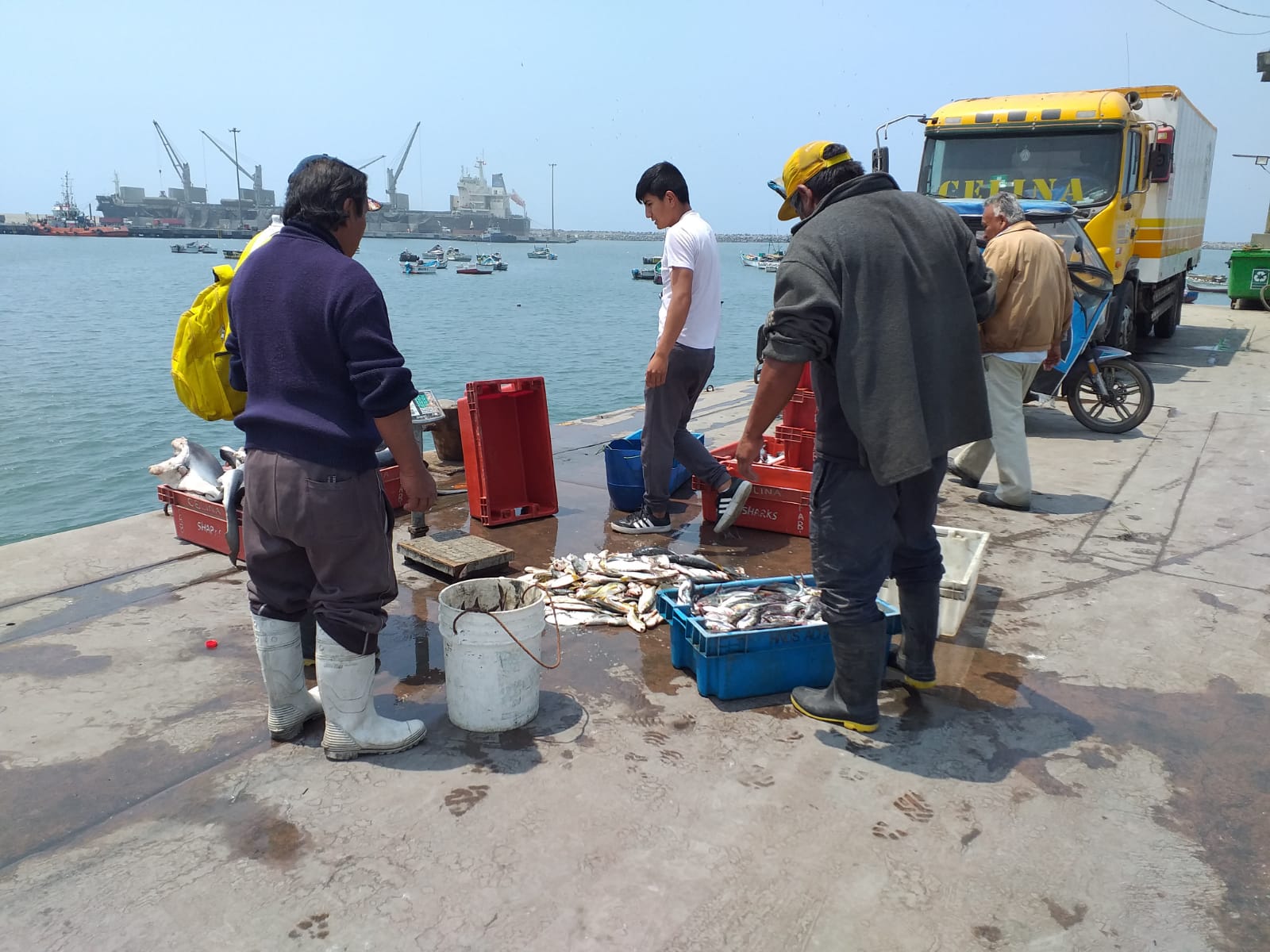 Puerto Salaverry sin presencia de aves muertas por gripe aviar