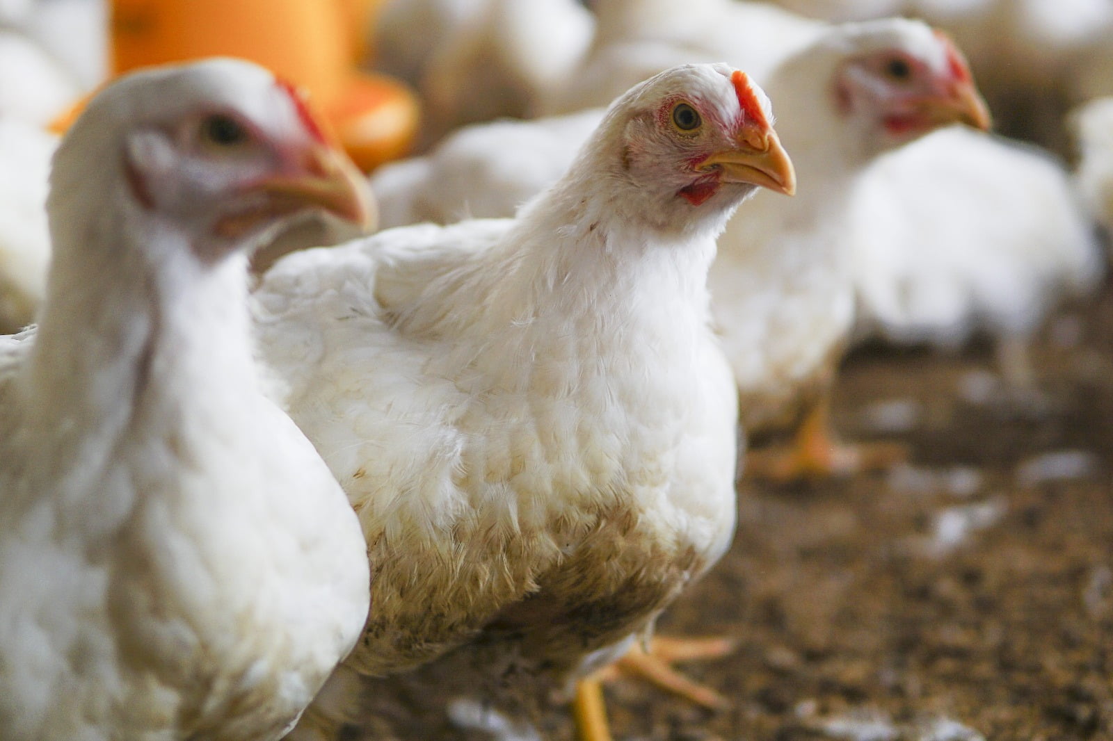 La Libertad: producción de pollo se reduce en un millón y medio mensual