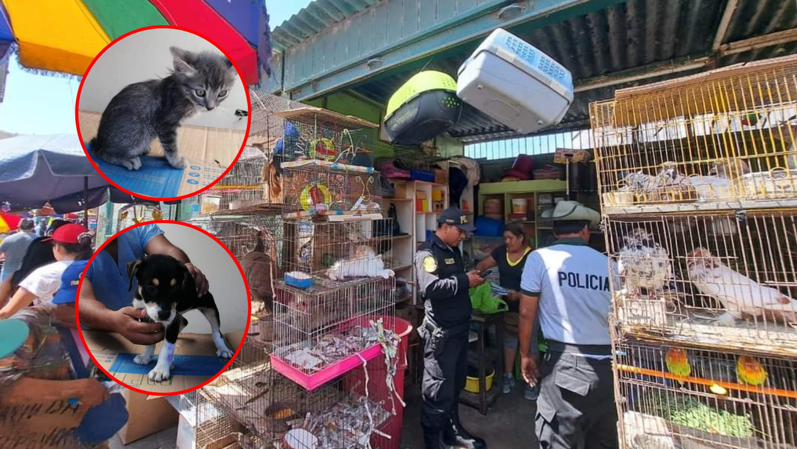 Trujillo: Rescatan a animalitos del exmercado Mayorista