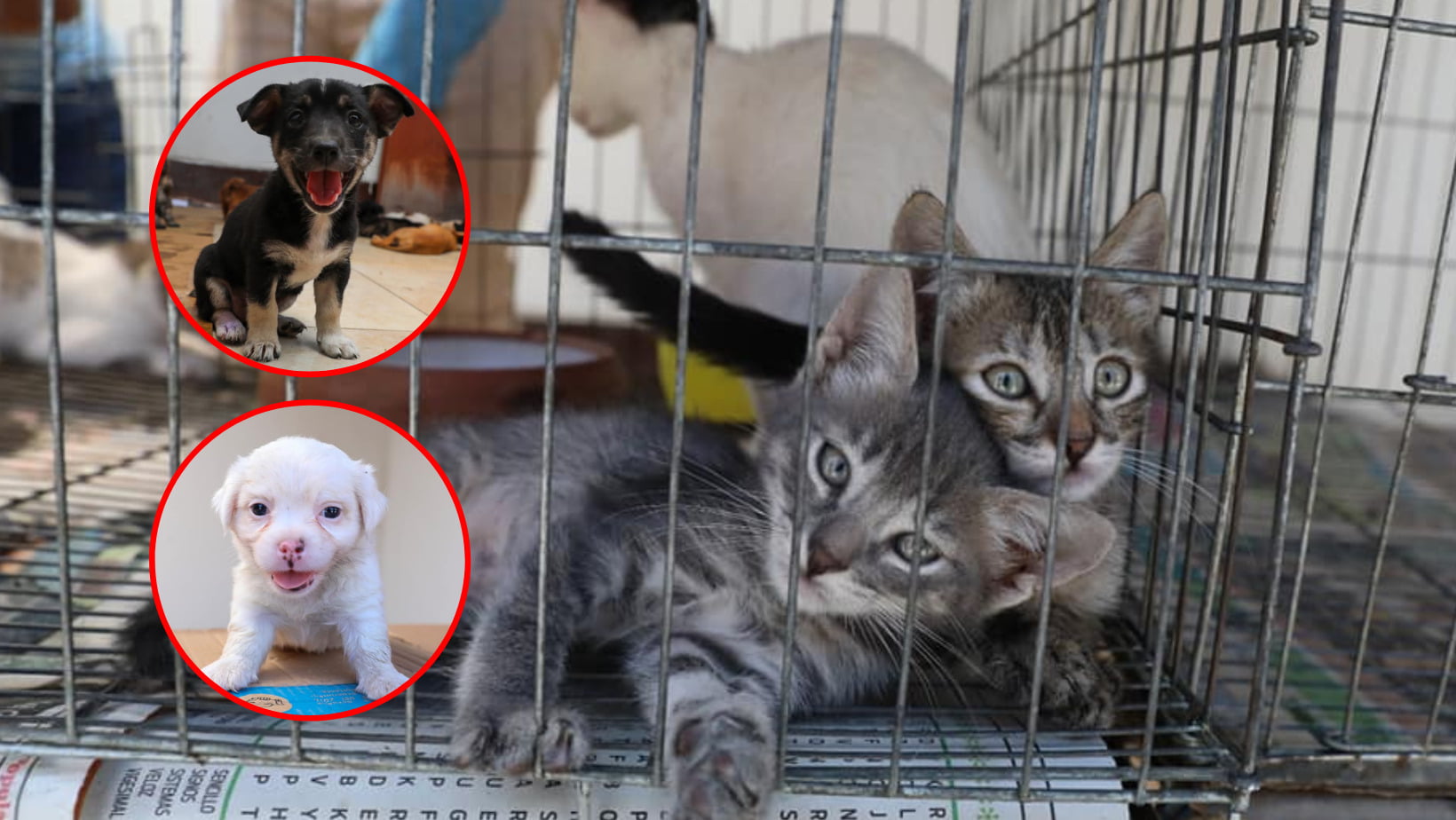 Trujillo: Animalitos rescatados en en exmercado Mayorista son dados en adopción