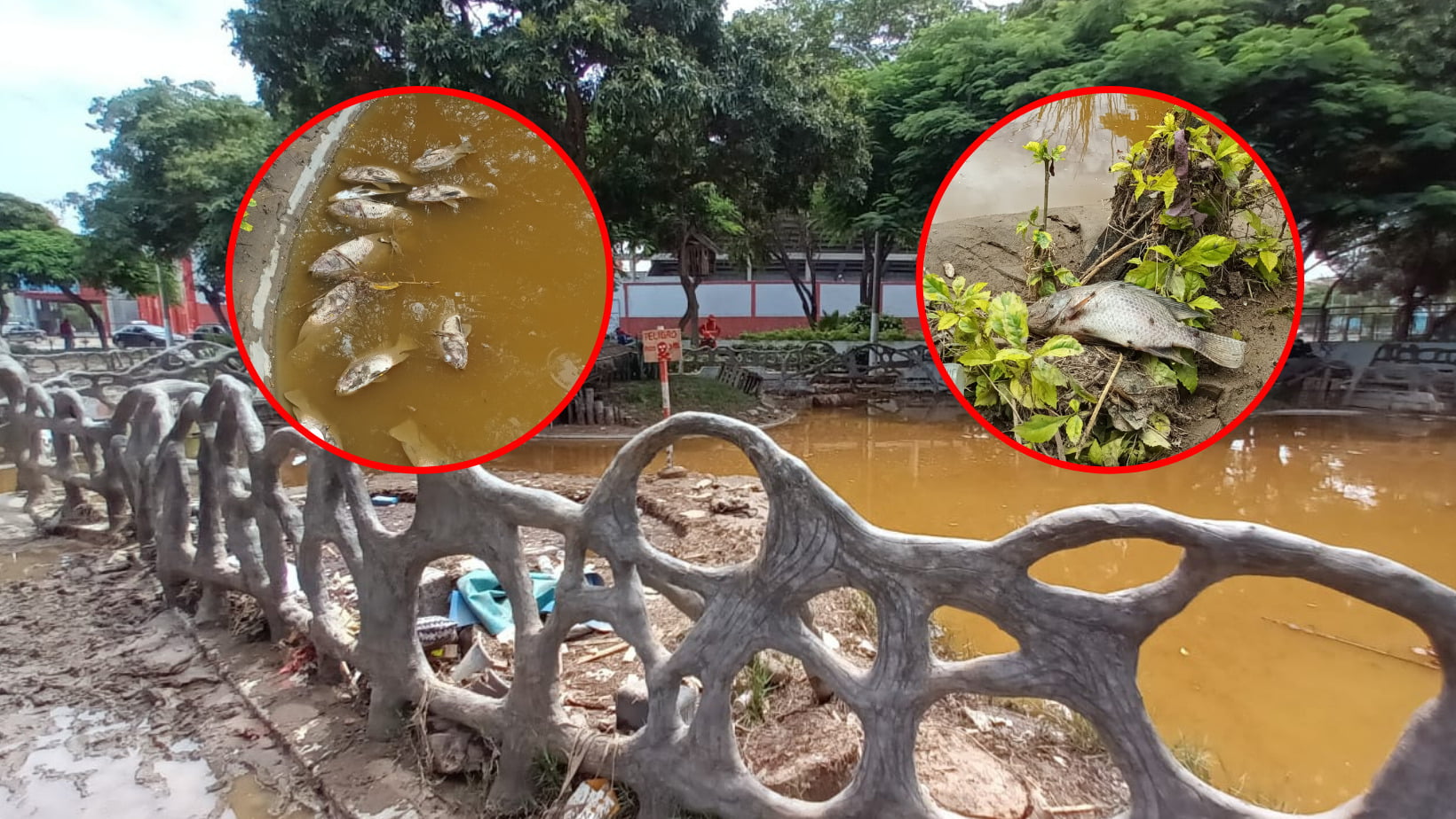 Trujillo: Peces del parque Yonel Arroyo mueren por lluvias