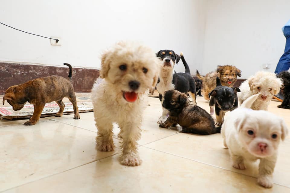 Animalitos rescatados en Trujillo fueron adoptados exitosamente