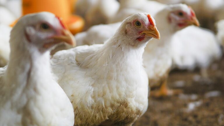 La Libertad: Aplican casi un millón y medio de vacunas a las aves para evitar la influenza aviar