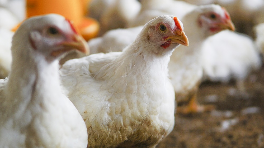 La Libertad: Aplican casi un millón y medio de vacunas a las aves para evitar la influenza aviar