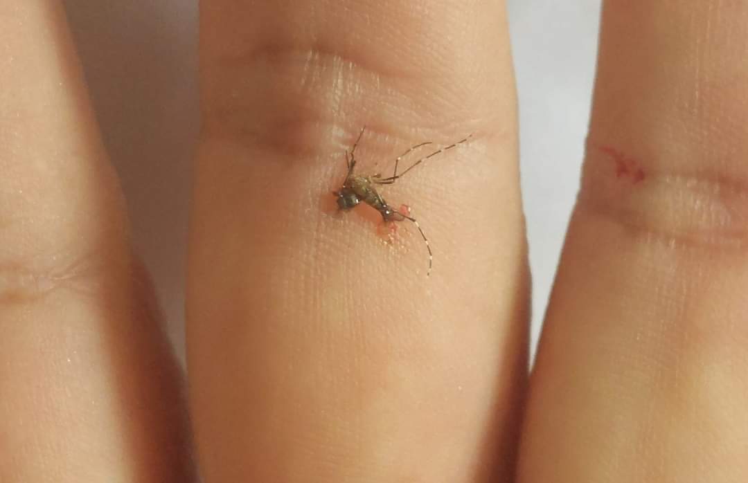 La Libertad: Menor de 9 años es la primera víctima mortal por dengue en Trujillo