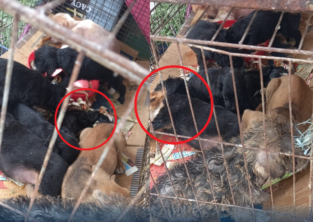 Trujillo: cachorros continúan siendo vendidos en ex-Mayorista