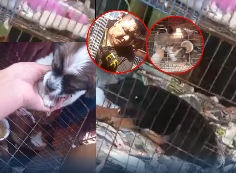 Tráfico de animales continúa en Trujillo