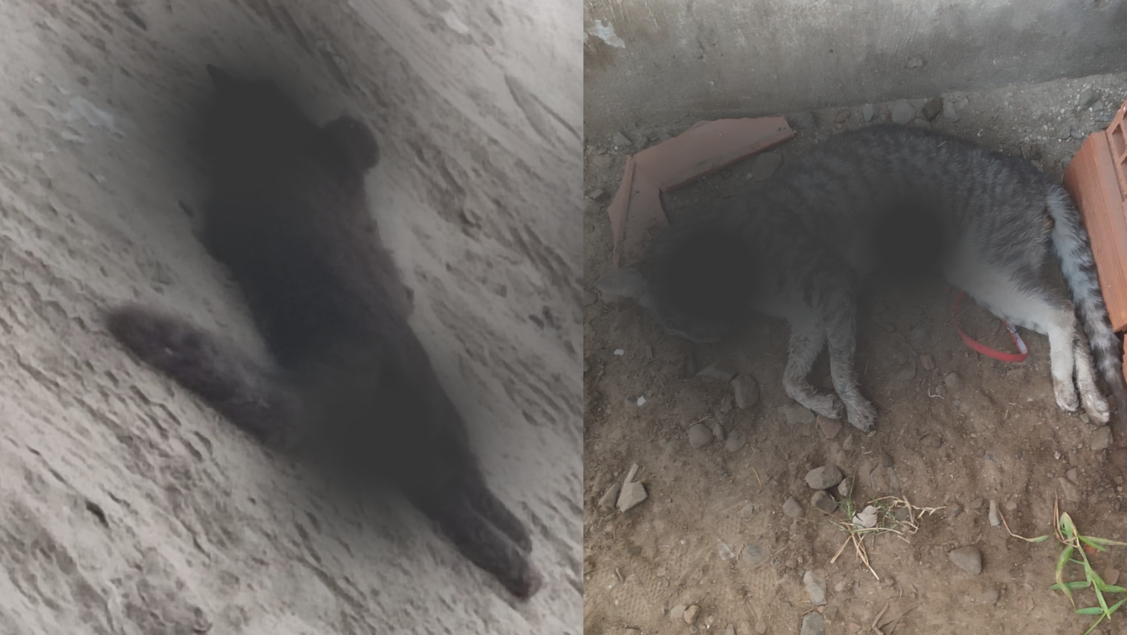 El Milagro: ciudadanos de mal vivir envenenan a animales