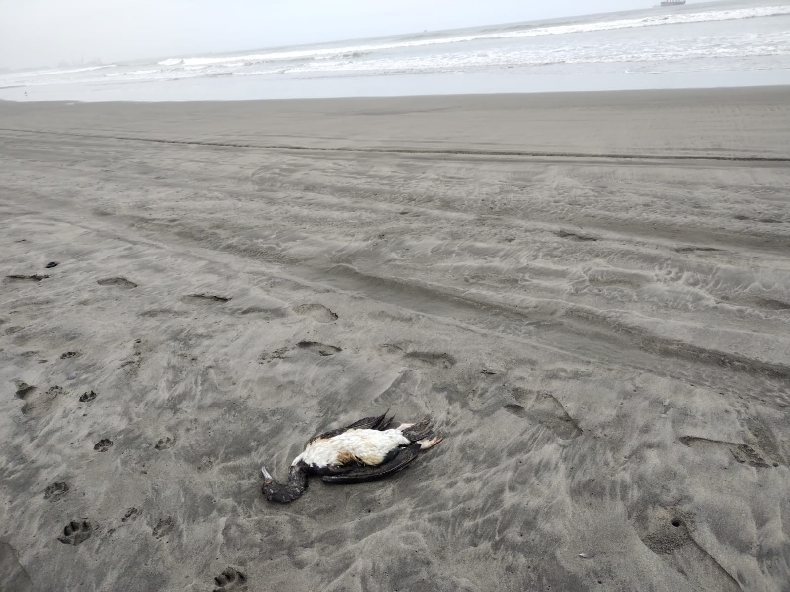 Senasa: “Migración de aves del sur causa la muerte de aves silvestres en playas de la región La Libertad”