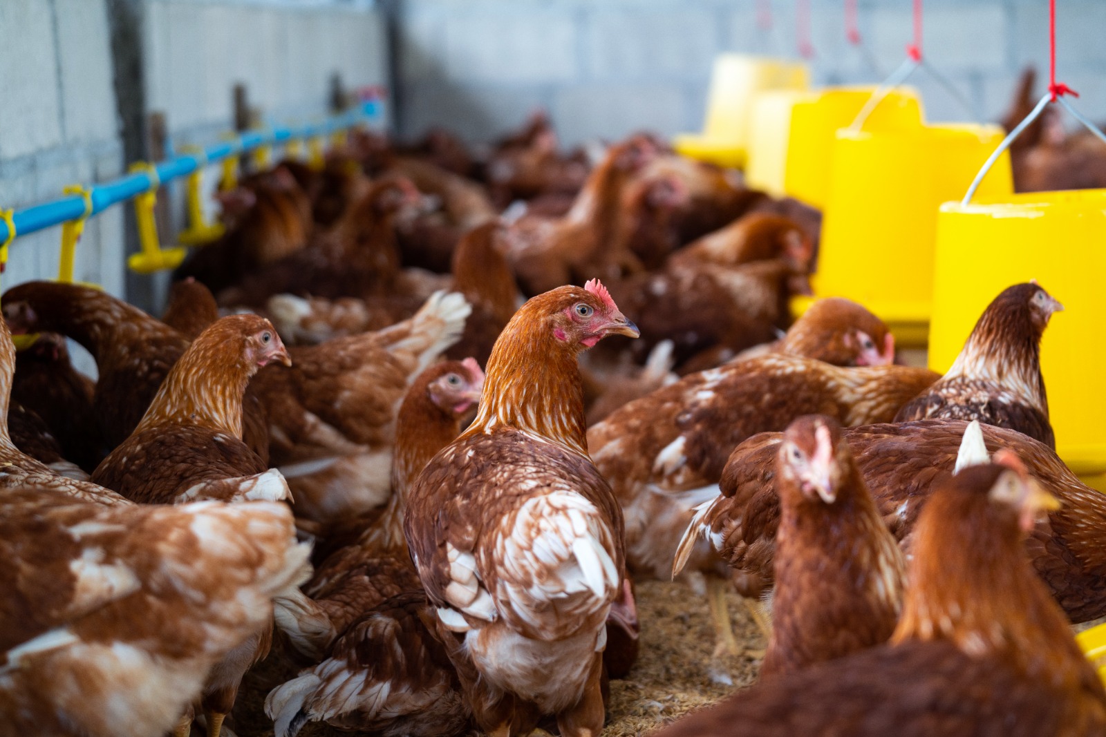 La Libertad: Solicitan censo nacional a las unidades productores avícolas del país