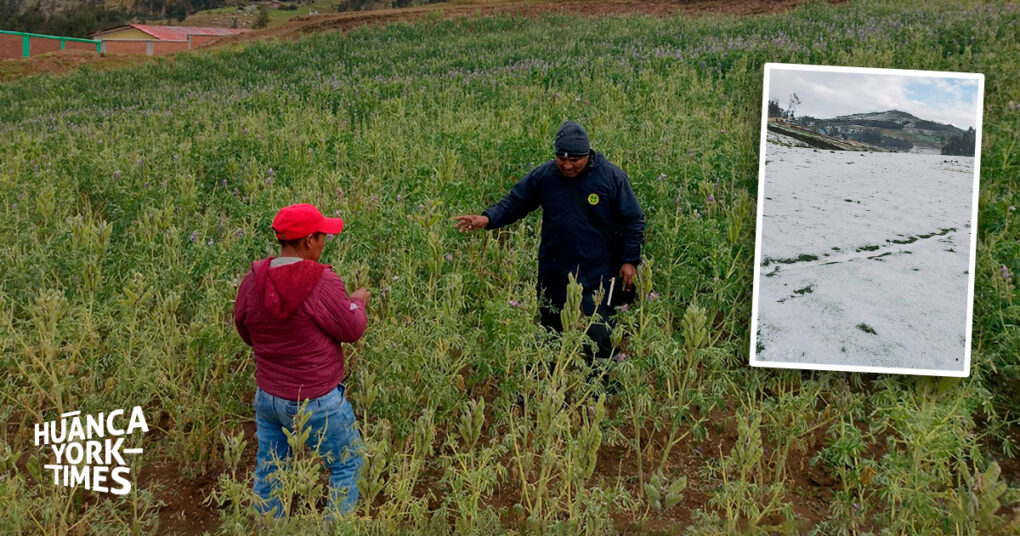 Últimas granizadas en Huancavelica malograron casi 2 mil hectáreas de cultivos en Pazos y Quichuas