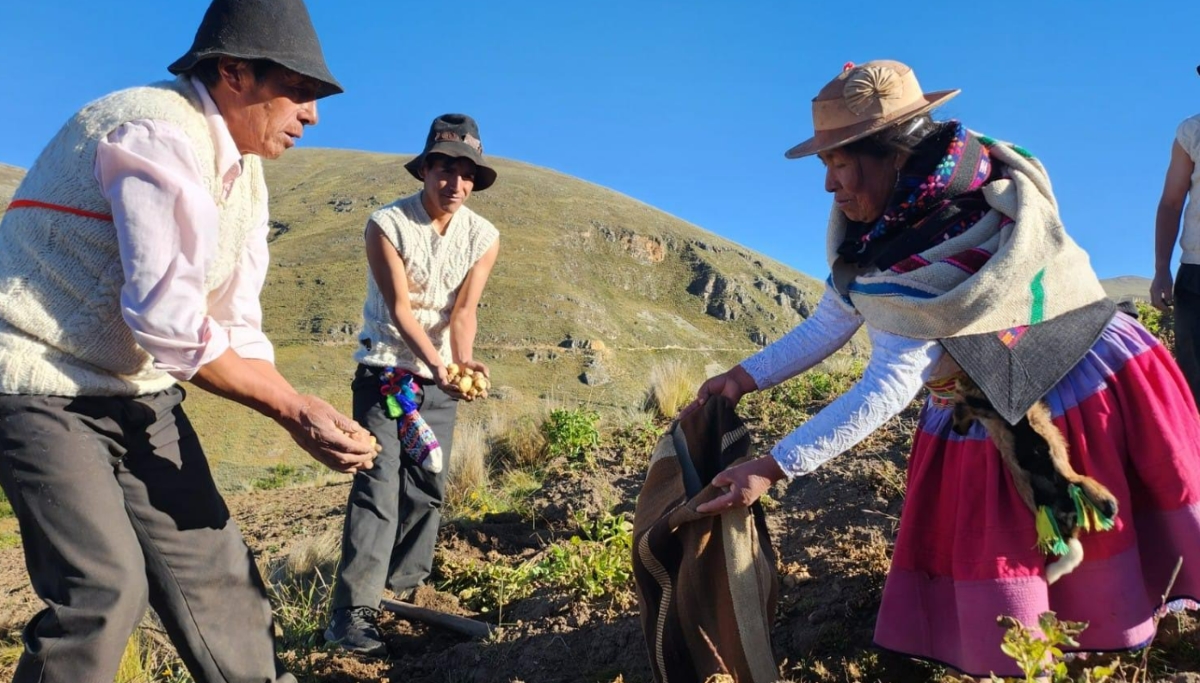 Comunidades altoandinas recuperan 226 variedades de papa con prácticas ancestrales