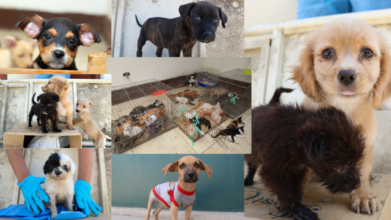 Trujillo: dan en adopción a animalitos rescatados en el jirón Sinchi Roca