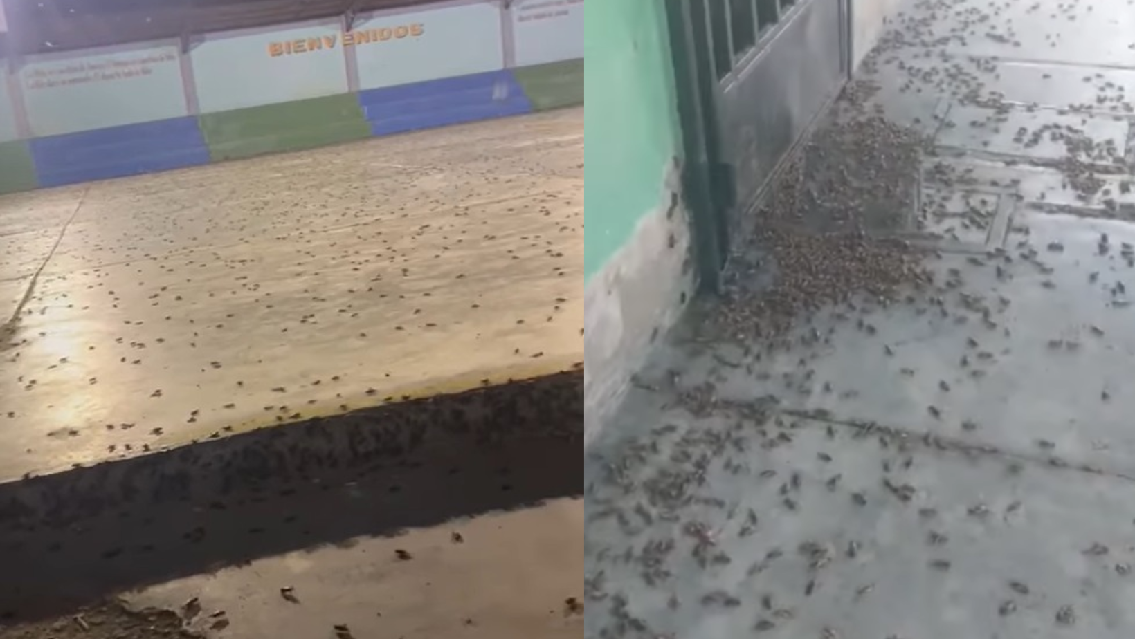 La Libertad: plaga de grillos pueden llegar a Trujillo