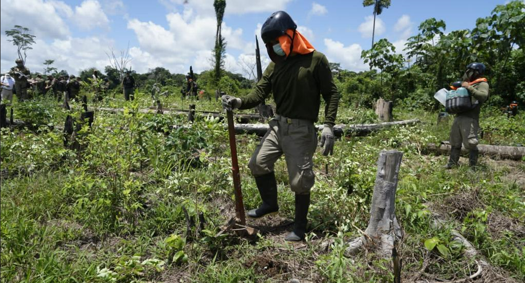 El cultivo de hoja de coca se incrementó en 18% entre los años 2021 y 2022